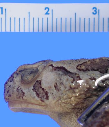 Media type: image; Herpetology A-2448